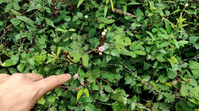 Human finger pointing at a delicate pink flower of a sensitive plant (Mimosa pudica) in nature