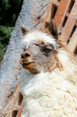 Side profile portrait of fluffy alpaca near traditional barn © TetiKam
