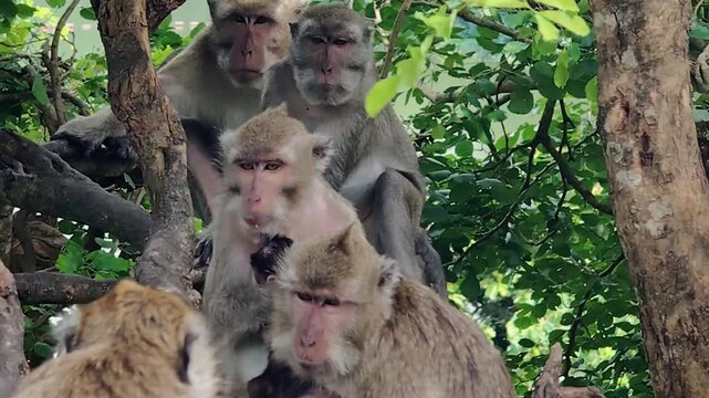 The long-tailed macaque (Macaca fascicularis) is a highly intelligent and adaptable omnivorous primate. Its main characteristics include its ability to swim and dive for food.