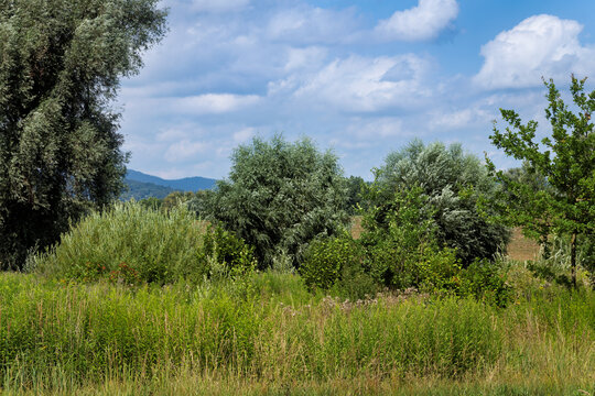 Danube Landscape With Bavarian Forest