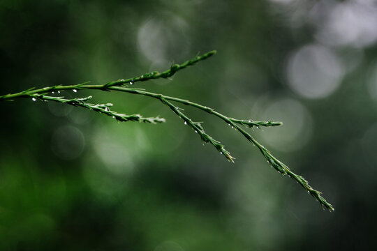 Nature scene closeup background cedar branch with bokeh