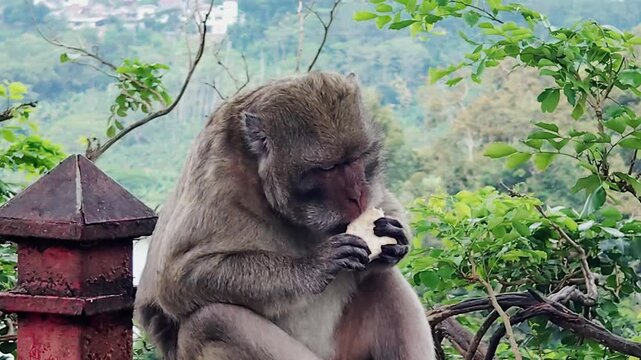 The long-tailed macaque (Macaca fascicularis) is a highly intelligent and adaptable omnivorous primate. Its main characteristics include its ability to swim and dive for food.