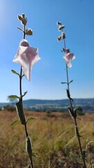 cute South African Wild foxglove small light purple flower © MsBusiBee