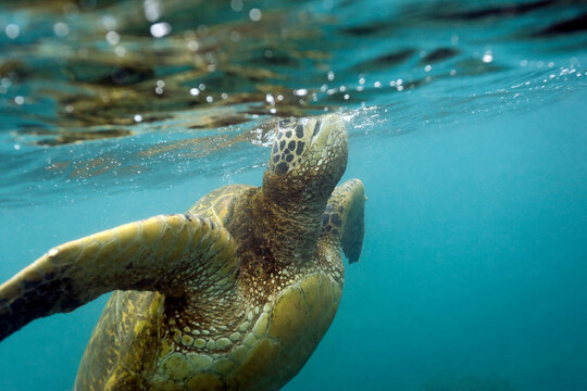 Close-up of a Green Turtle (Chelonia mydas) Surfacing for Air. Los Tuneles, Cabo Rosa. Isabela Island, Galapagos