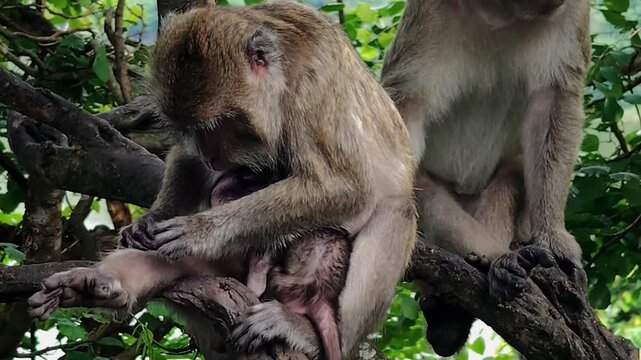 The long-tailed macaque (Macaca fascicularis) is a highly intelligent and adaptable omnivorous primate. Its main characteristics include its ability to swim and dive for food.