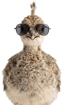 Adorable baby Peacock wearing sunglasses stands looking forward transparent background