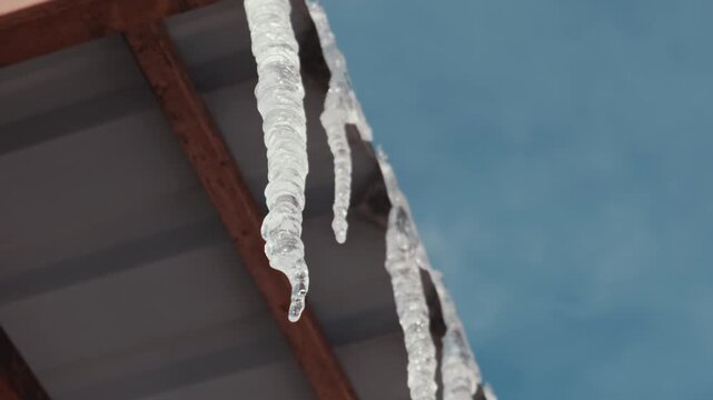 Sharp icicles hang from a metal roof gutter and drip water droplets against a bright blue background. The melting ice indicates the arrival of spring and warmer temperatures.