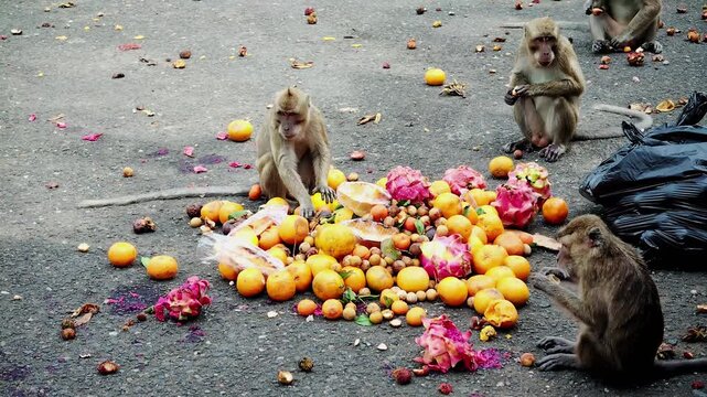 The long-tailed macaque (Macaca fascicularis) is a highly intelligent and adaptable omnivorous primate. Its main characteristics include its ability to swim and dive for food.