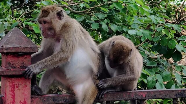 The long-tailed macaque (Macaca fascicularis) is a highly intelligent and adaptable omnivorous primate. Its main characteristics include its ability to swim and dive for food.
