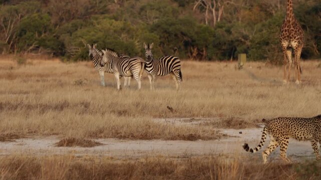a Cheetah walking past zebras and a giraffe