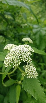 Beautiful White Snakeroot Wildflowers in Green Foliage