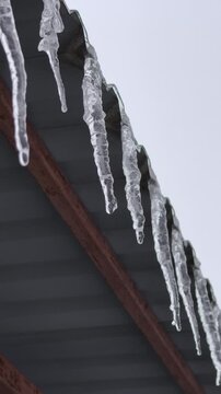 A close-up view of clear melting icicles hanging from a metal roof with water droplets falling. Concept of early spring thaw, seasonal temperature changes, and frozen water melting away.