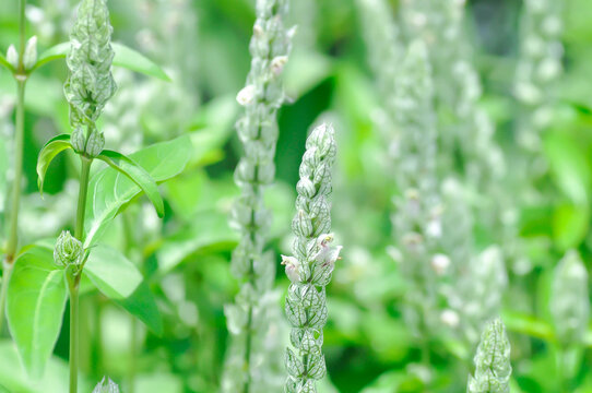 ACANTHACEAE or Justicia betonica L or Squirrels tail or White shrimp plant or white and green flower