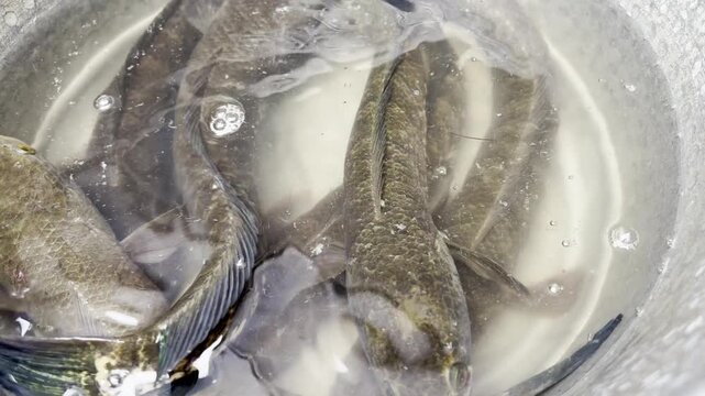 Striped Snakehead Fish Underwater Close-Up in Freshwater Habitat