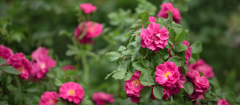 Blooming bush rose in the garden, selective focus, greeting card