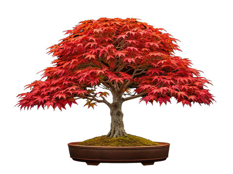 Isolated japanese maple bonsai tree with vibrant red leaves