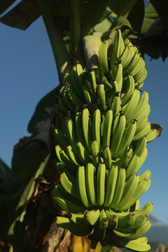 Large bunch of green bananas on a tree against a blue sky