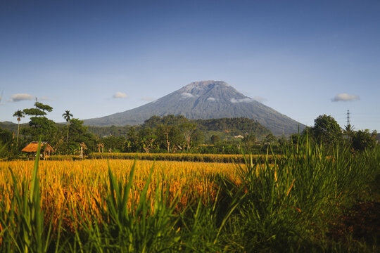 Mount Agung and golden rice fields in Bali