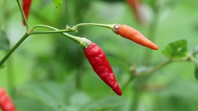 Ripe Red Chili Peppers Growing on the Plant