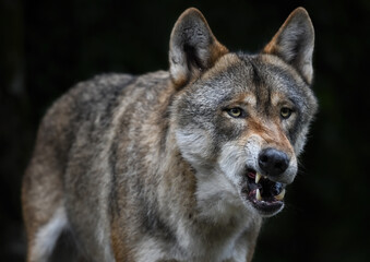 A close up of a snarling grey Wolf © ambquinn