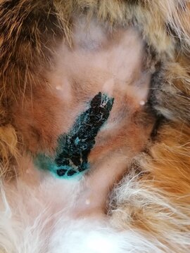a close up shot of a domestic cat abdomen after a successful spay and neuter sterilization procedure showing professional post-operative care and green medical treatment at a veterinary clinic
