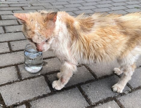 a sad side view of a homeless malnourished stray cat with severe skin infection and fur loss standing on a stone pavement next to a jar of water provided by a volunteer or animal rescue shelter