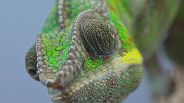 Zoom out, close portrait of young panther chameleon, Furcifer pardalis. Focus on intricate, colorful scales and rotating eyes loking around, isolated on soft blue background