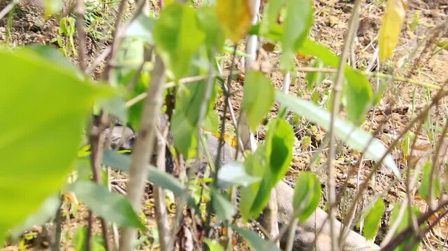 Large wild monitor lizard crawling on the dry ground behind green leaves in a garden close-up shot