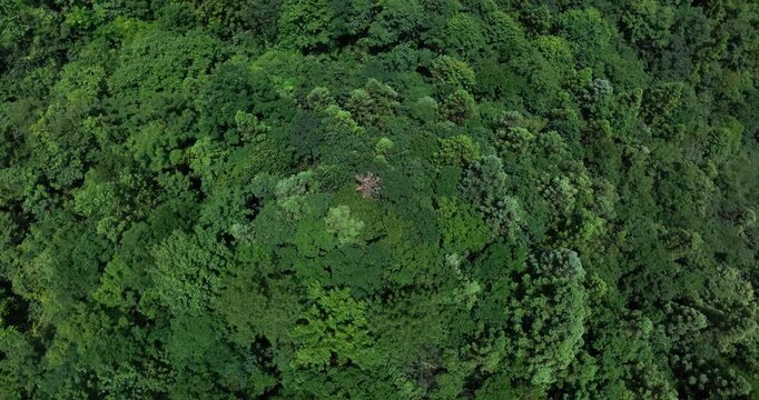 A dead tree among the green forest