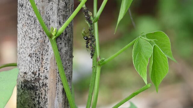 A black ant is eating black bean aphids or Aphis fabae. A cluster of black bean aphids is on the green stem of a vine. They are a favorite food of ants. Insect behaviour.
