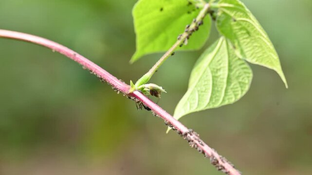 A black ant is eating black bean aphids or Aphis fabae. A cluster of black bean aphids is on the green stem of a vine. They are a favorite food of ants. Insect behaviour.

