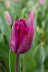 Fototapeta premium Nahaufnahme einer lilafarbenen Tulpe 'Purple Prince' im Garten, selektiver Fokus, Frühlingsblume im Gegenlicht .