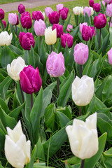 Fototapeta premium Frische Tulpen im Beet, bunte Tulpenblüten in Rosa, Pink und Weiß im Frühling, Nahaufnahme von Tulpenfeld, florales Hintergrundbild,
