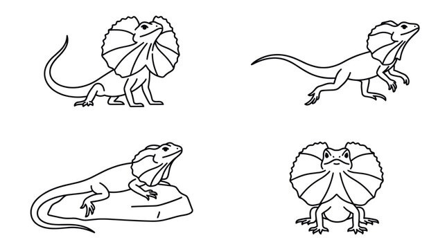 Frilled-neck lizard sketches for educational coloring book.