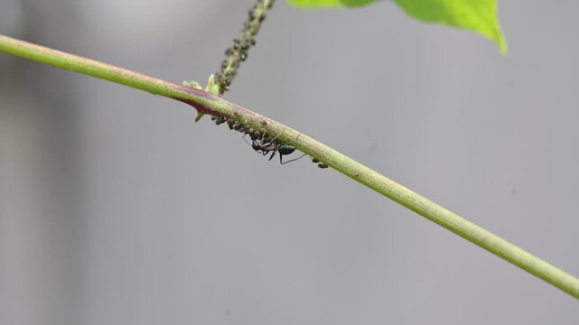 A black ant is eating black bean aphids or Aphis fabae. A cluster of black bean aphids is on the green stem of a vine. They are a favorite food of ants. Insect behaviour.
