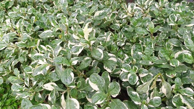 Close up of dense variegated green and white plant leaves in the garden