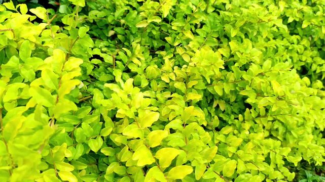Dolly out shot of lush golden phlox or duranta erecta leaves in the garden