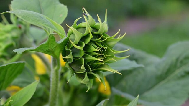 the intricate details of a green sunflower bud, just beginning to show its yellow petals, as a small insect crawls across its surface against a soft, blurred background.