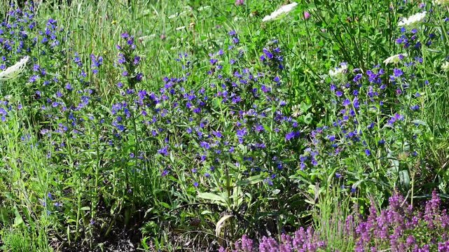 A cluster of vibrant blue wildflowers sways gently in a summer breeze as a flying insect flits among the blooming plants in a sunlit meadow.