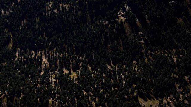Tall trees cover a mountain area in daylight. The shadows of the trees create patterns on the ground. The scene shows a natural landscape with many green trees and terrain changes.