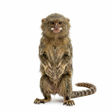 A small pygmy marmoset standing upright in a curious posture while exploring its surroundings inside a forest environment showcasing the unique physical characteristics of this tiny primate