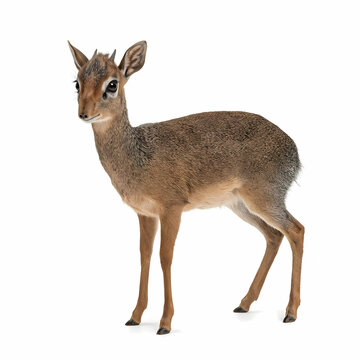 Small Dik Dik Antelope Standing Tall In The African Savanna Grasslands Representing Wildlife Conservation Efforts As A Unique Biological Species Found Across The Arid Regions Of Eastern