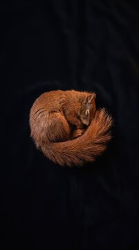 Sleeping Red Squirrel on Deep Black Fabric