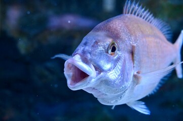 Close up of a funny pink porgy Pagrus pagrus swimming with open mouth in blue neon light © Drachenfutter