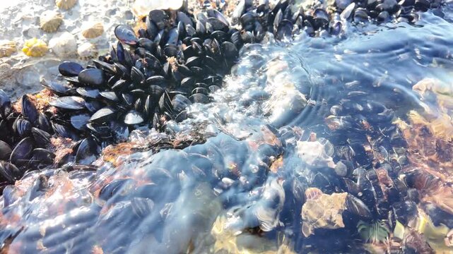 Mussel Colony Under Clear Mediterranean Water in La Spezia