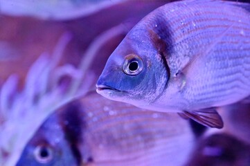 Close up of a common two banded seabream Diplodus vulgaris swimming near sea anemone in purple neon light © Drachenfutter
