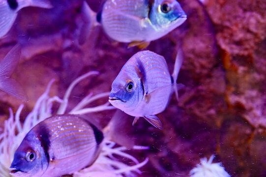 Close up of a common two banded seabream Diplodus vulgaris swimming near sea anemone in purple neon light