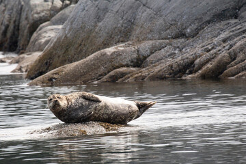 Seehund / Harbour seal / Phoca vitulina © Ludwig