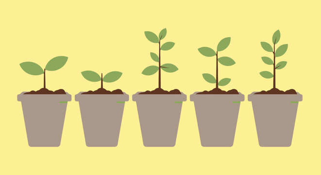 Five potted plants showing growth stages against a yellow background