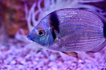 Close up of a common two banded seabream Diplodus vulgaris swimming near sea anemone in purple neon light © Drachenfutter